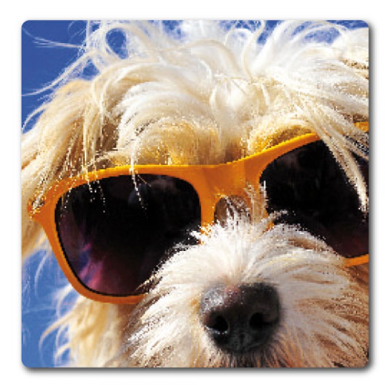 Hunde Cooler Hund Terrier Sonnenbrille PosterSticker Aufkleber (9x9cm